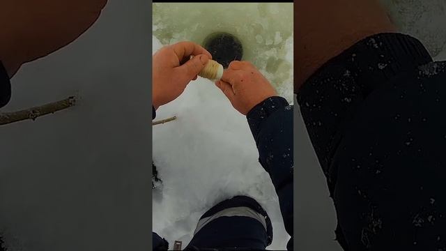 Зимняя рыбалка на щуку. Никак не завести в лунку ,уперлась.