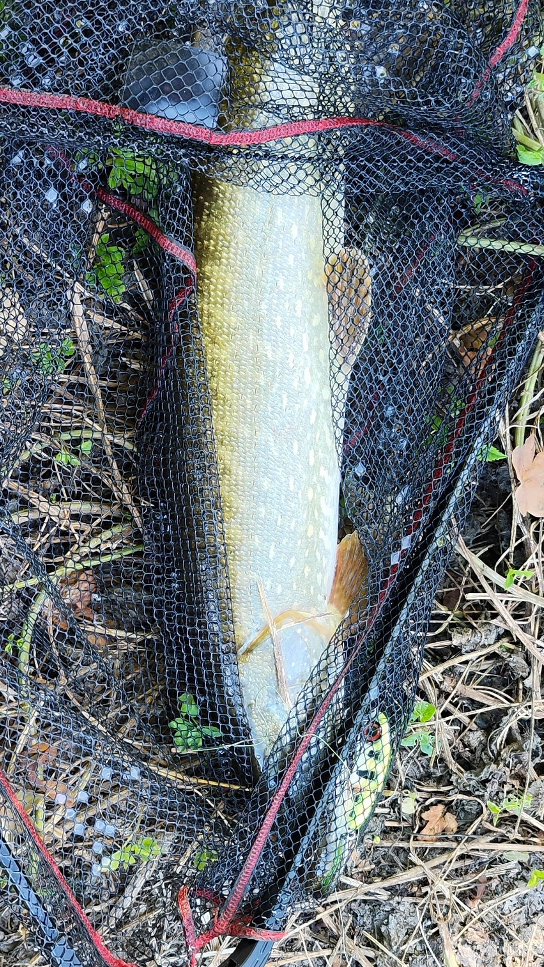 Монстр щука! Ловля щуки на воблеры в жару! Лучший воблер для трофеев! смотреть онлайн