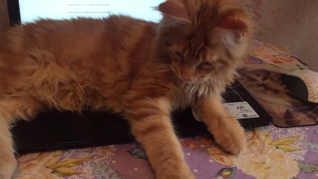 Котёнок Мейн-кун покупает себе игрушки! смотреть онлайн