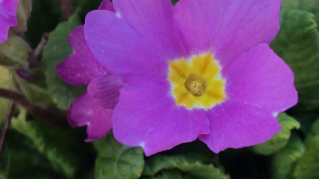 Primevère 'Primula' C'est l'hiver me voilà смотреть онлайн