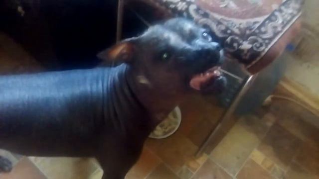 1 ноября 2017 г.