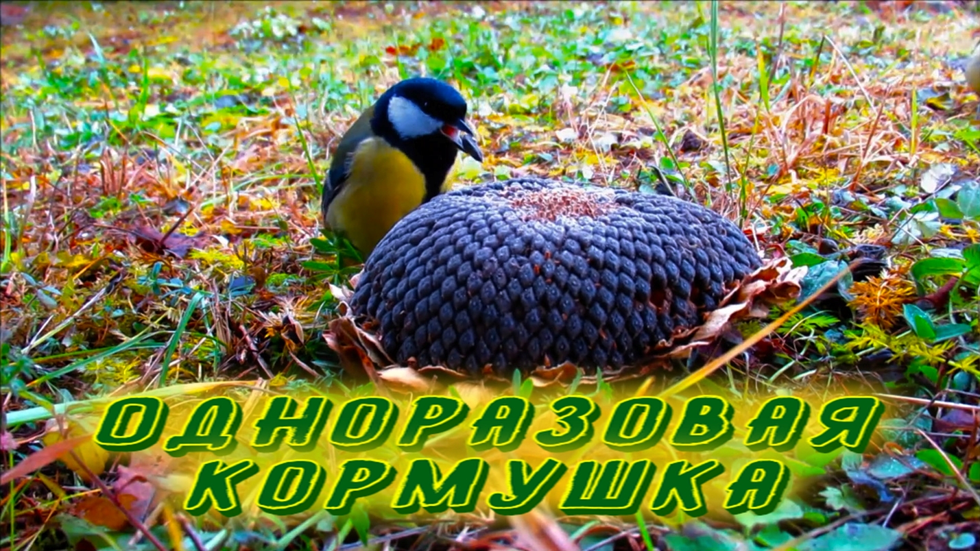 ОДНОРАЗОВАЯ КОРМУШКА 3 смотреть онлайн