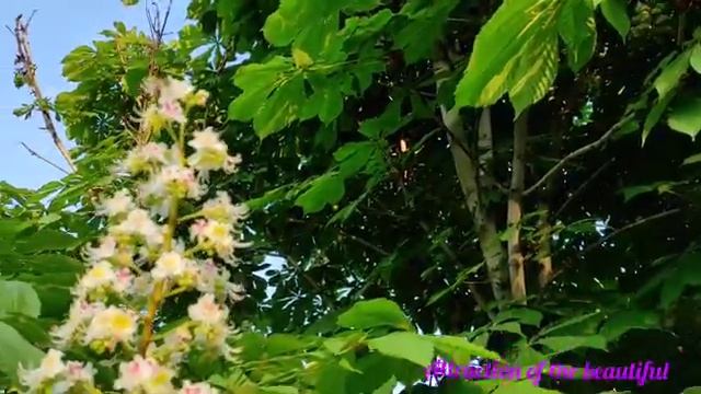 Цветущие каштаны! смотреть онлайн