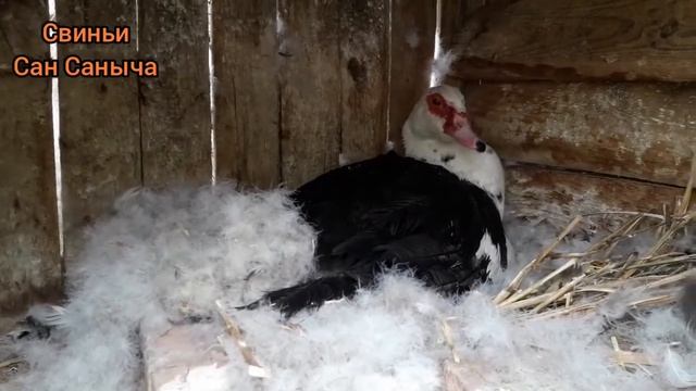 Новорождённые утята смотреть онлайн