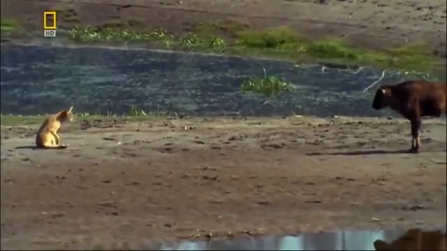 Дикая Америка. Бизон. животные мира. #DenV. смотреть онлайн