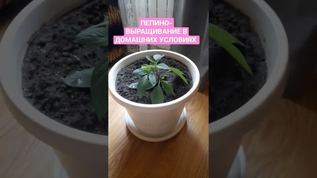 Пепино – экзотический фрукт родом из Южной Америки. смотреть онлайн