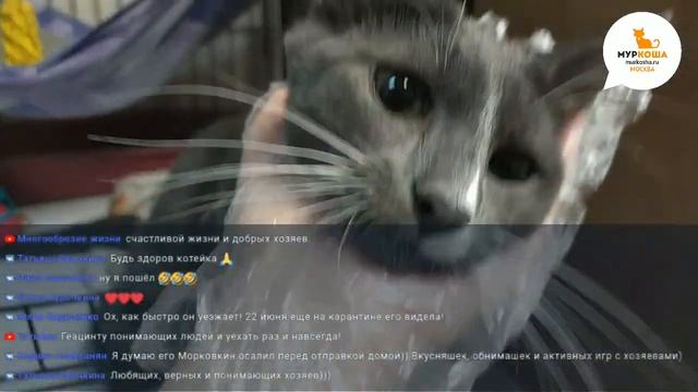 Домой в прямом эфире - Гиацинт смотреть онлайн