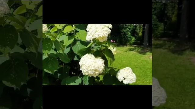 ГОРТЕНЗИЯ ДРЕВОВИДНАЯ АННАБЕЛЬ В МОЁМ САДУ/ДАЧНЫЕ ИСТОРИИ смотреть онлайн