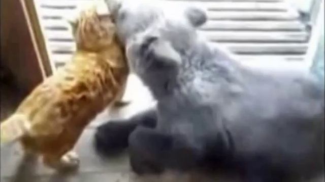 Дикий прикольный животный мир! смотреть онлайн