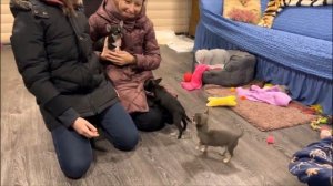 Покупка щенка \ Выбор щенка чихуахуа