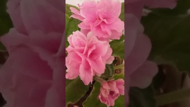 Фиалка Ват-Пион смотреть онлайн