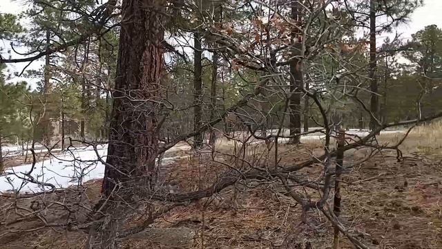 Location Where the Myxomycetes (slime mold) was found in Los Alamos смотреть онлайн