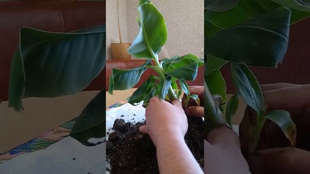 Рассаживаем банан, карликовый. смотреть онлайн