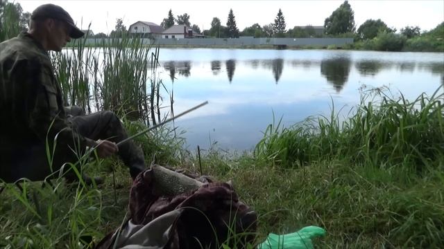 Рыбалка на резинку на карася на пруду в августе смотреть онлайн