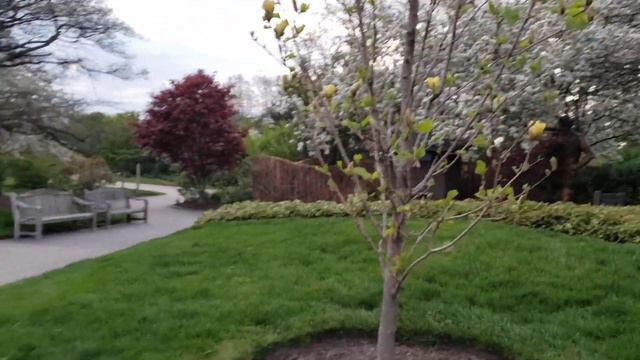 Young Magnolia Trees 'Judy Zuk' and 'Frank's Masterpiece' at Chicago Botanic Garden, May 2023 смотреть онлайн