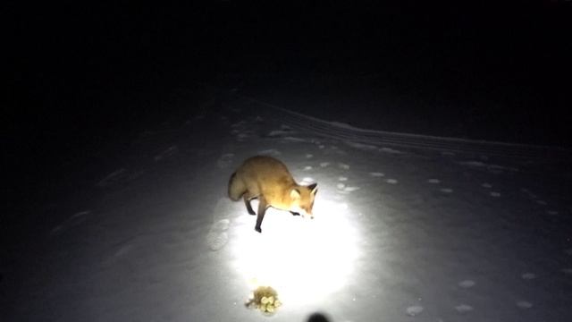 Накормили ЛИСУ пельменями..mp4 смотреть онлайн