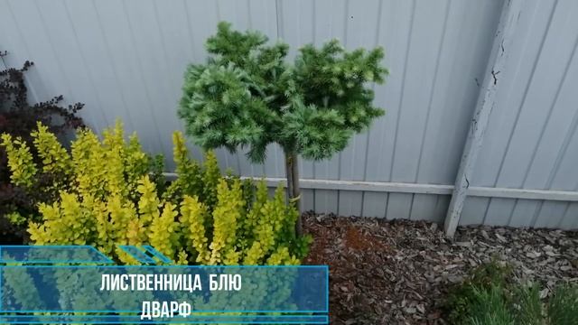 КАРЛИКОВЫЕ ХВОЙНЫЕ. Ответ на вопрос. смотреть онлайн