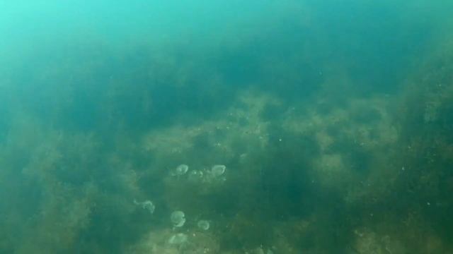 Новичек на Черном море.Подводная охота.Чего ждать смотреть онлайн