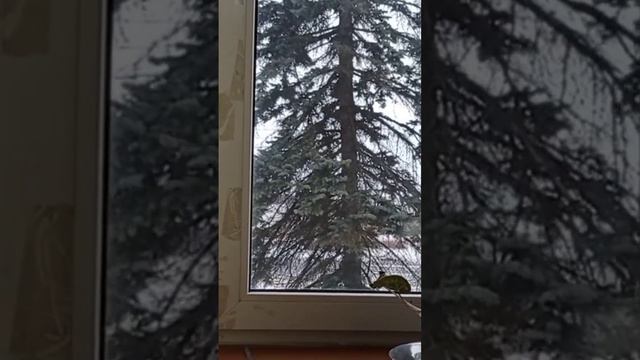 Гиацинт распустится к 8 марта для Анжелы #relaxing #shorts_ #piano смотреть онлайн