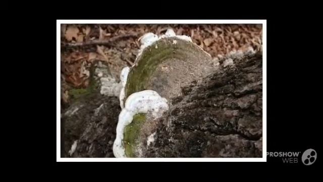 Trametes gibbosa - fungi kingdom смотреть онлайн