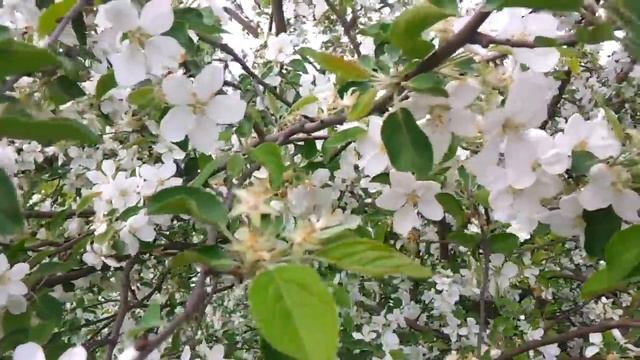 Как цветут дикие яблони смотреть онлайн