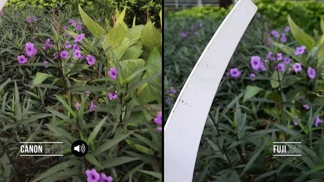 Canon m100 vs Fujifilm xa5 Test Video смотреть онлайн