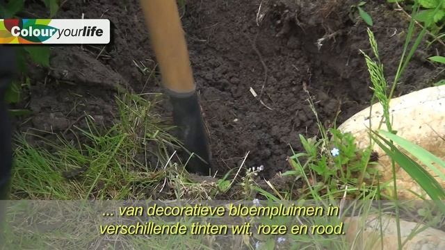 Vasteplantenfestival, Astilbe смотреть онлайн