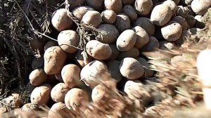 Огород#2.Хранение картофеля зимой в огороде - в бурте.