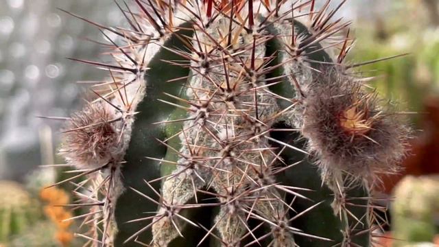 Echinopsis Cv. Haku-jo Maru Unique Weird Flower | Gymnocalycium Flowers | Cactus And Succulent Plan