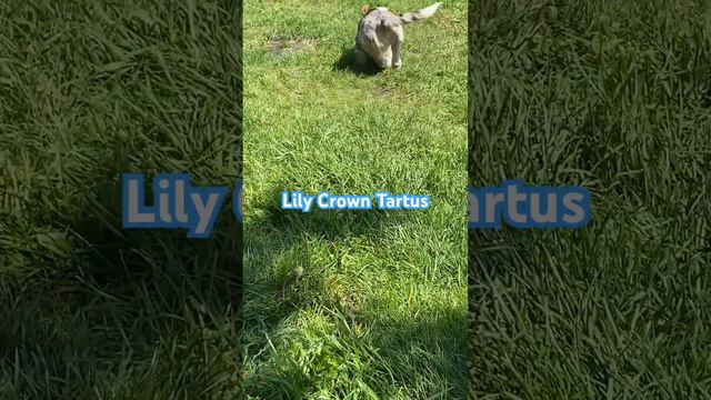 31.07.23.Щенок вельш корги кардиган 3,5 месяца #welshcorgicardigan #корги #puppy #bluemerle #dog смотреть онлайн