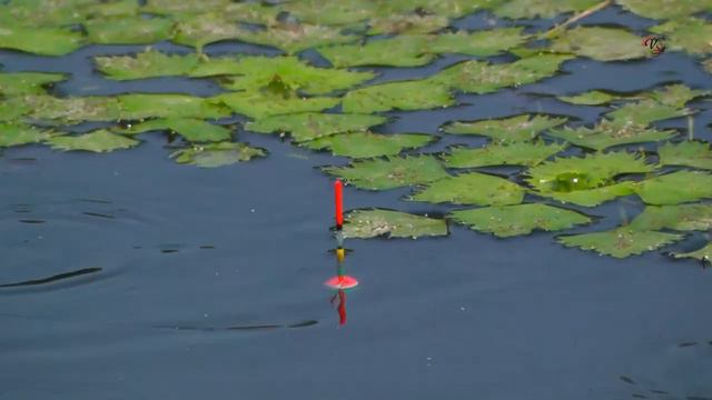 Рыбалка на Карася, Поклевки на поплавочную удочку, на озере, Насадка Опарыш. Fishing câu cá 钓鱼 смотреть онлайн