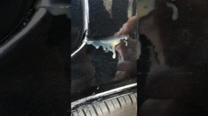 Заделать трещину в краске автомобиля без покраски