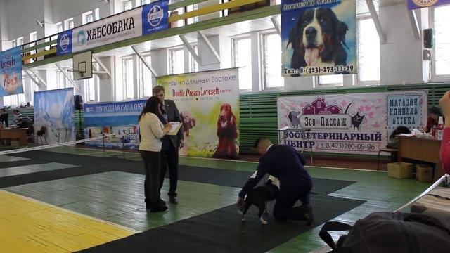 ам.стафф щенок сука ЛЩ 28,02,2015 Владивосток смотреть онлайн