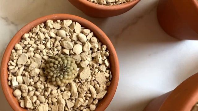 Суккулентопровал: сгорело около трети коллекции суккулентов ?