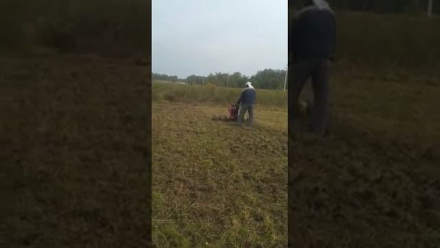 Культивация участка под озимую рожь смотреть онлайн