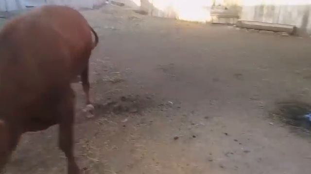 26 июля. Выпускаю Малыша на прогулку. Молюсь, чтобы рог не прилетел в репу!