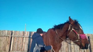 Как отучить лошадь лягатся