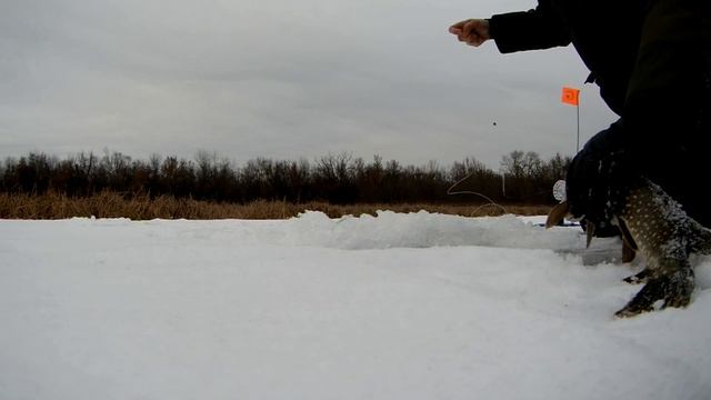 Первый лёд 2022-2023. Самара. Взял мало живца и просчитался. Рыбалка на жерлицы. Часть 1 смотреть онлайн