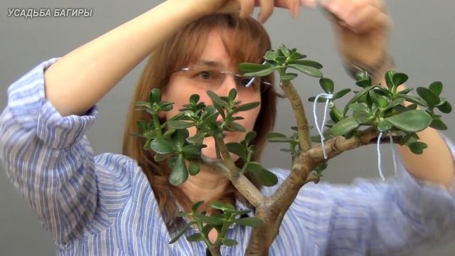 Обрезка взрослой крассулы (ч.3). смотреть онлайн