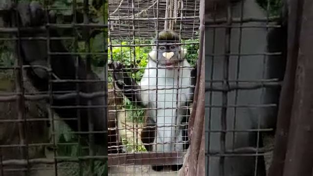 Киев / Зоопарк " 12 Месяцев " / Обезьяна ? Белоносая смотреть онлайн