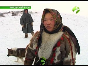 Белые медведи подошли на опасно близкое расстояние к чумам.