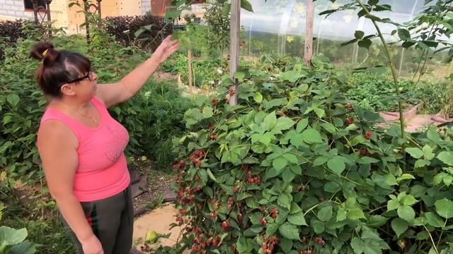 ЕЖЕВИКА БЛЭК САТИН (BLACK SATIN). УХОД ЗА ЕЖЕВИКОЙ. ПОДГОТОВКА К ЗИМЕ. ХАРАКТЕРИСТИКА СОРТА.