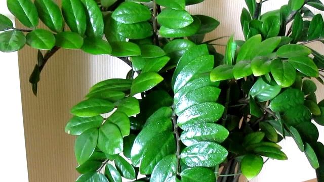 Мой "малыш" замик (замиокулькас). смотреть онлайн