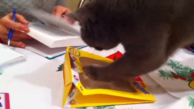 Соня! - Эпизод 1. Точилка для когтей :D смотреть онлайн