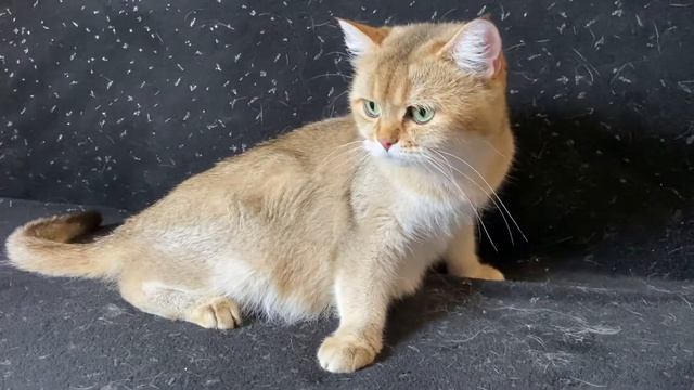 Роды у кошки.Британская золотая кошка Таисия скоро станет мамой! смотреть онлайн