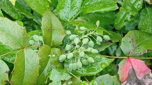 ЛЕТУ - БЫТЬ!!! смотреть онлайн