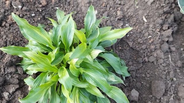 #хоста #цвет #hosta / Хосты разных цветов.Что надо знать начинающим цветоводам. смотреть онлайн