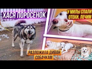 Мила сбежала Разложила диван у собак Миле полегчало спал отек, колим уколы. Экскурсия по котизалу