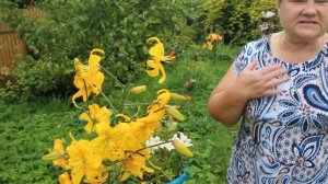 Обзор Моего Участка. Цветы в Саду.