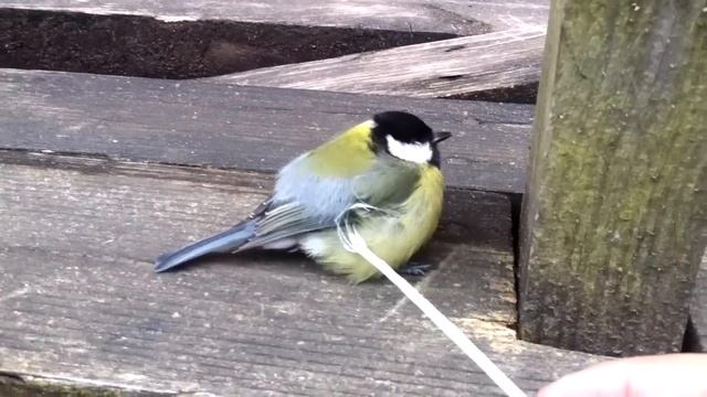 птица спит смотреть онлайн
